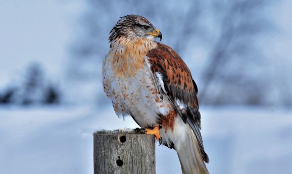 Vitae quisquam accusantium